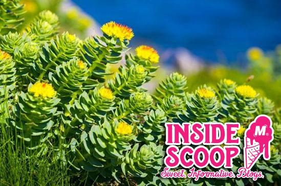 RHODIOLA ROSEA 101