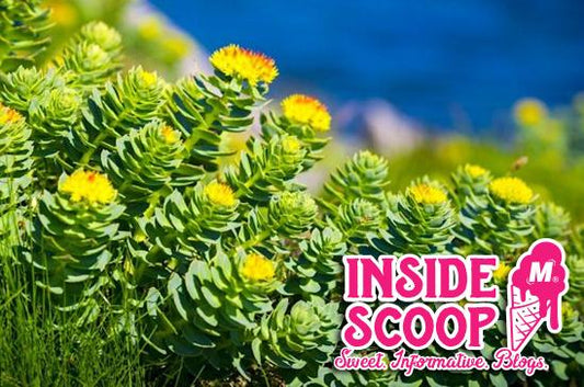 RHODIOLA ROSEA 101